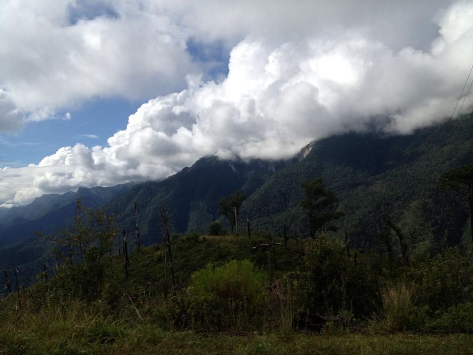 Bosque en Coahuila