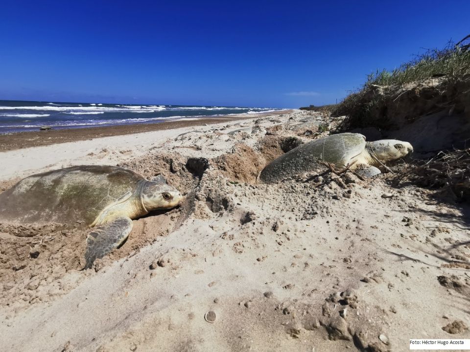 Tortugas