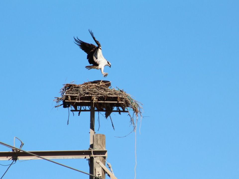 Águila pescadora