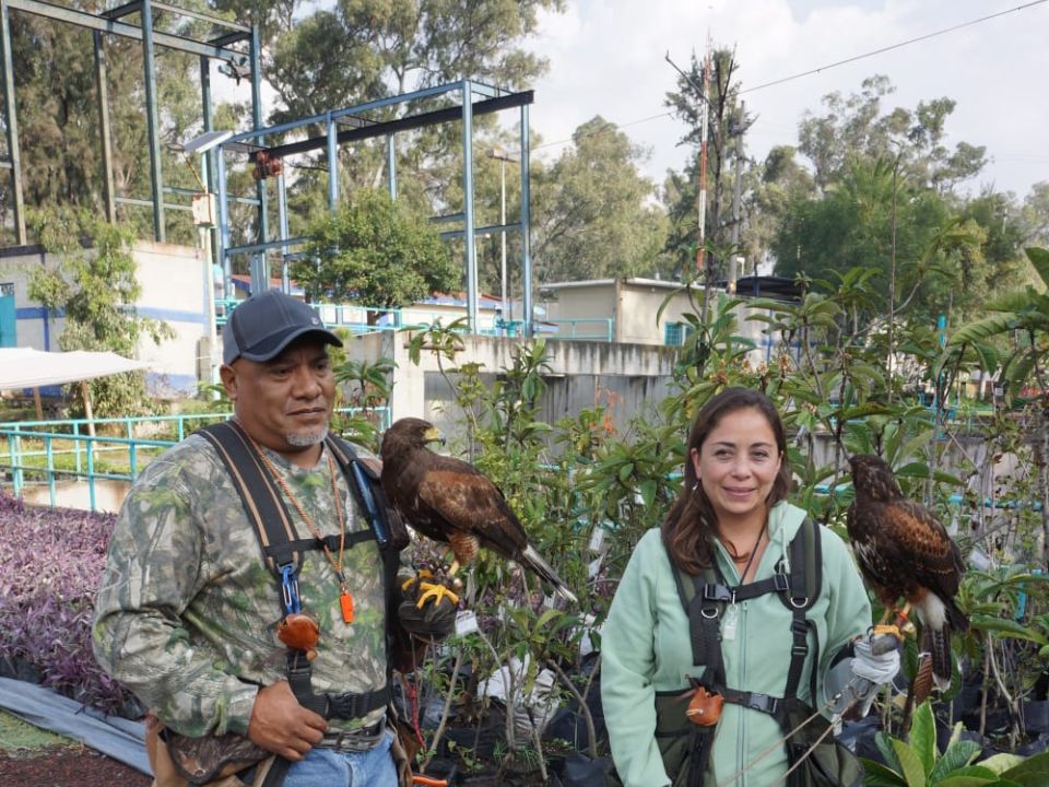 Aguilas