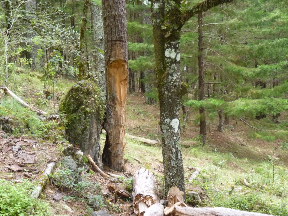 Bosque en Chiapas