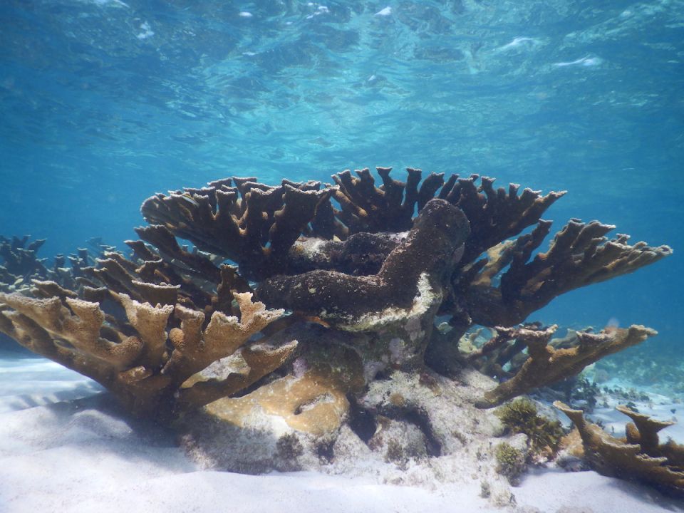 Corales 
