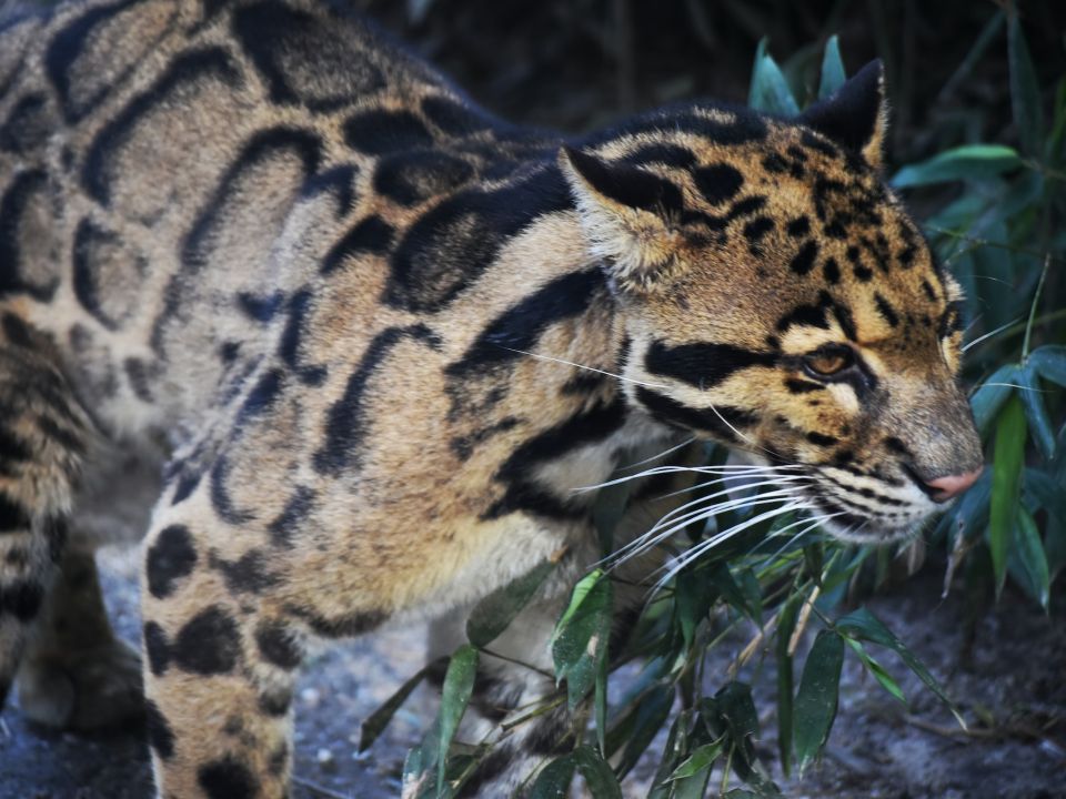 Ocelote