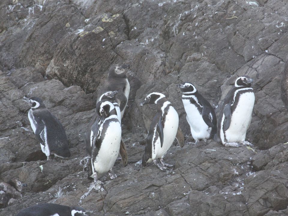 Pingüinos de Magallanes 