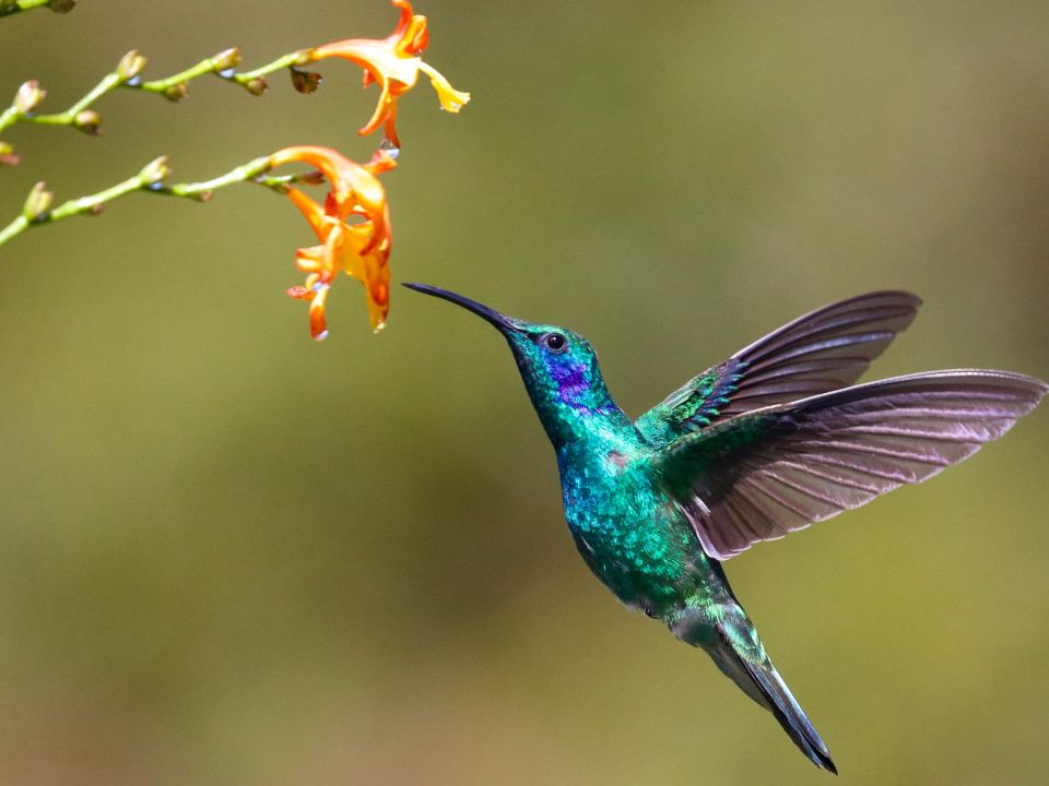 Colibrí