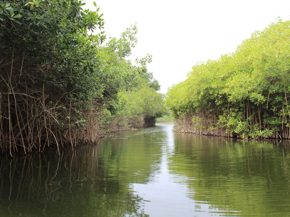 Manglar Humedal