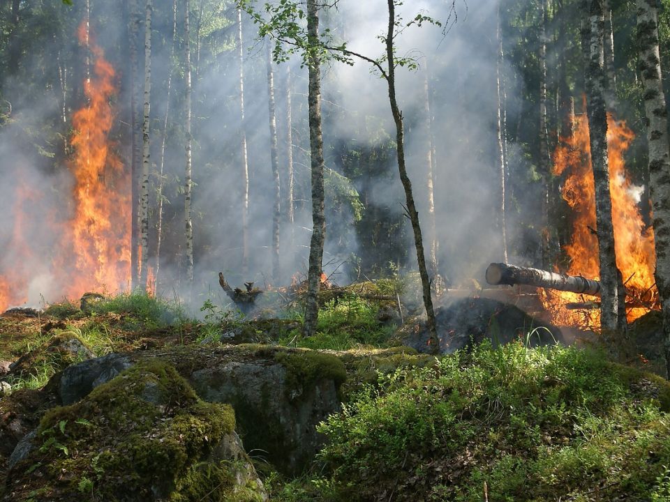 Incendio forestal