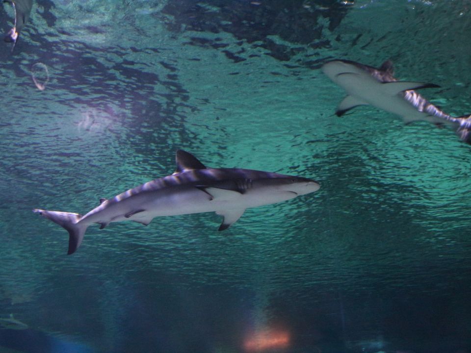 Tiburones