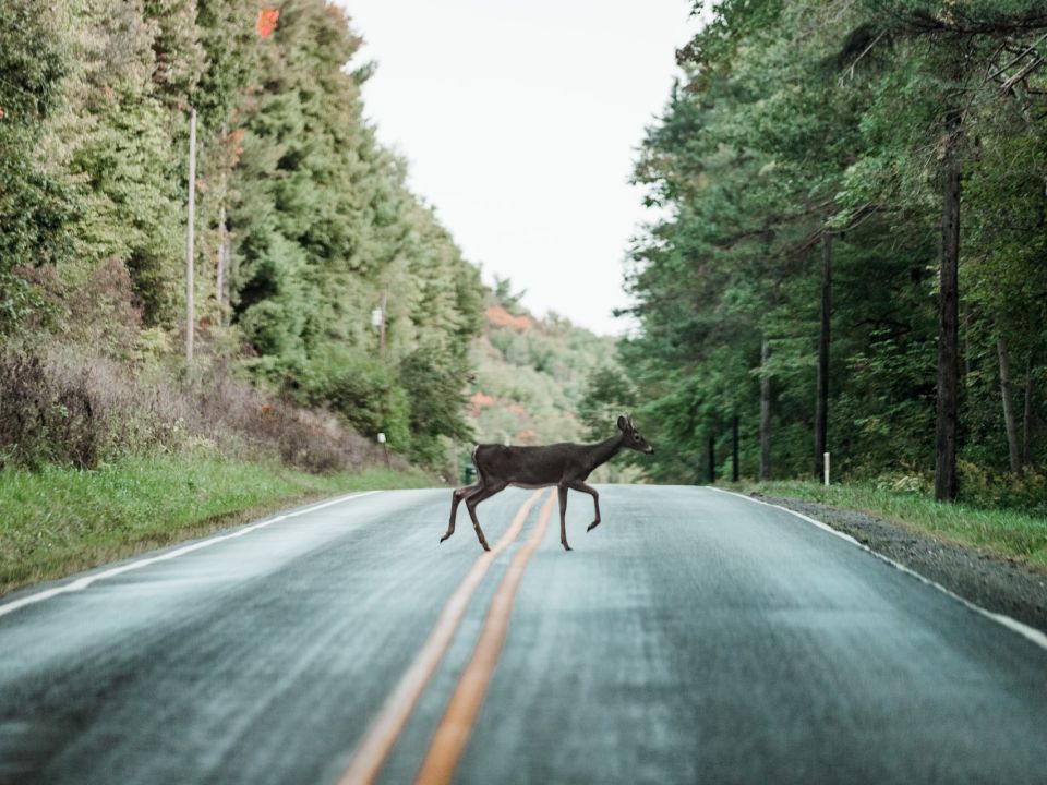 Venado