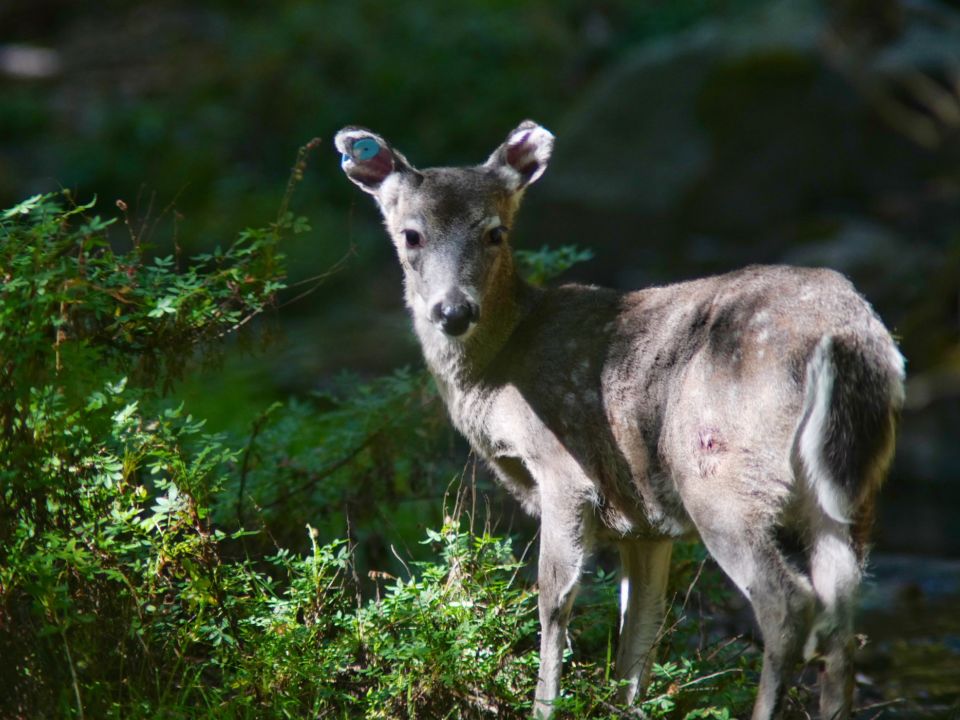 Venado
