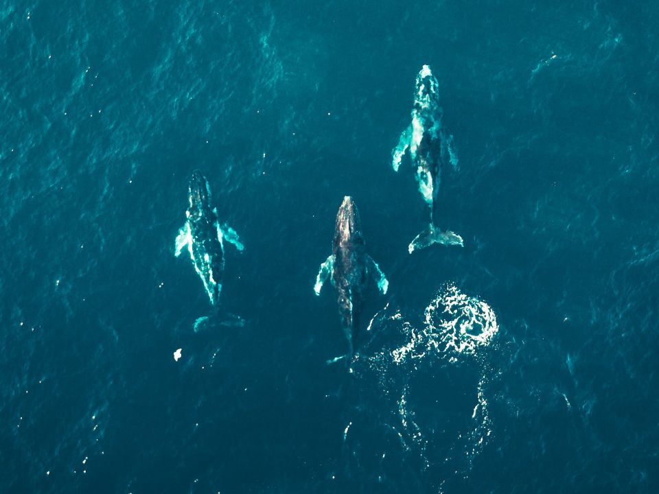 Ballenas