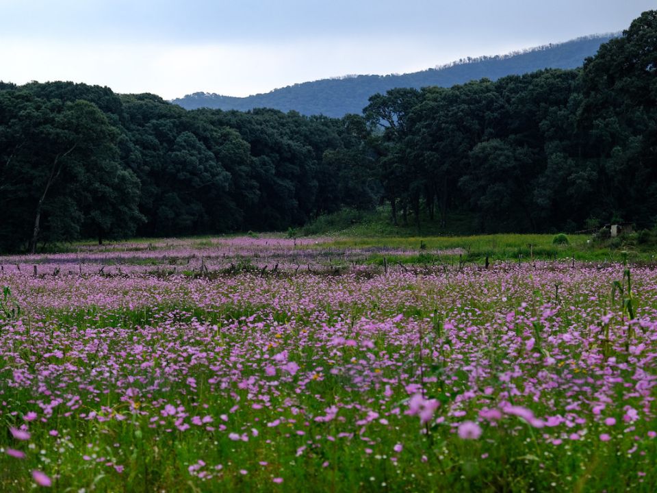 Bosque La Primavera