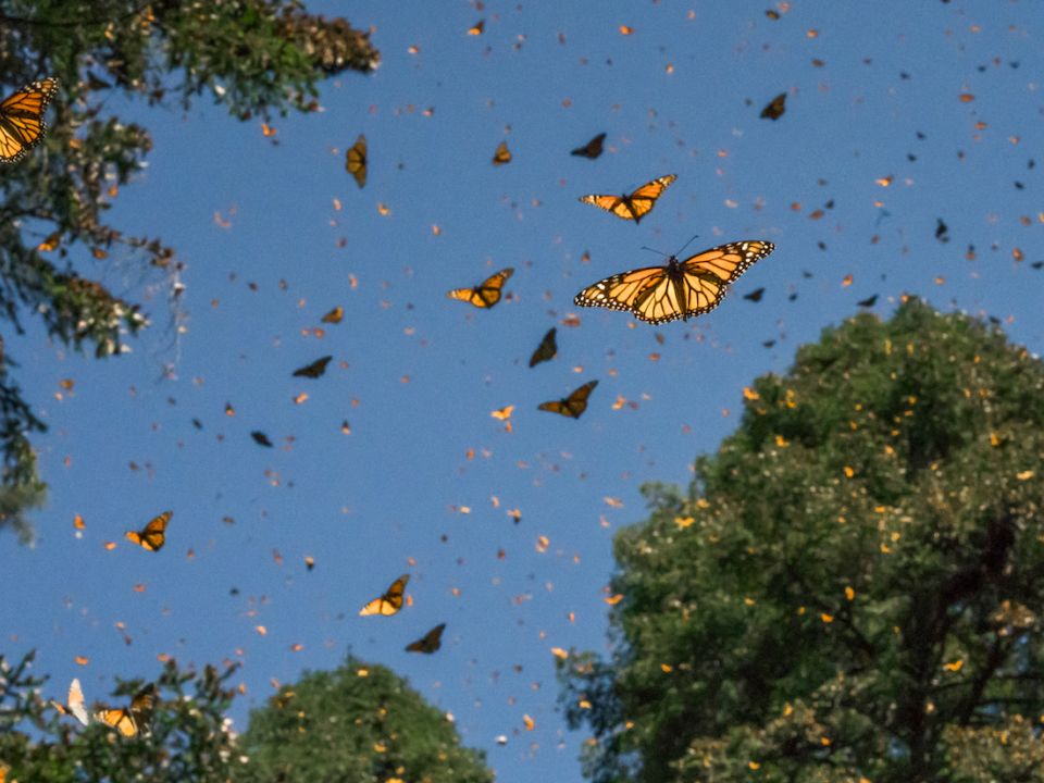 Mariposa monarca