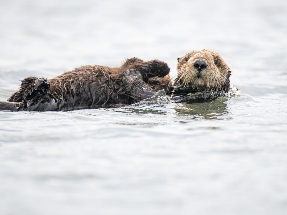 Nutria