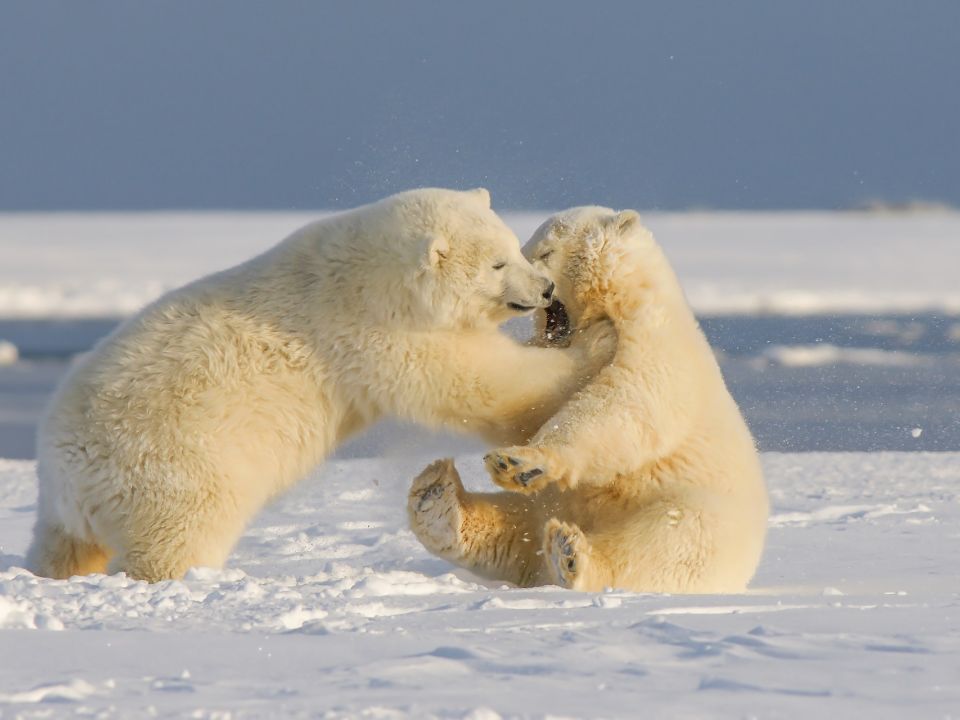 Oso polar