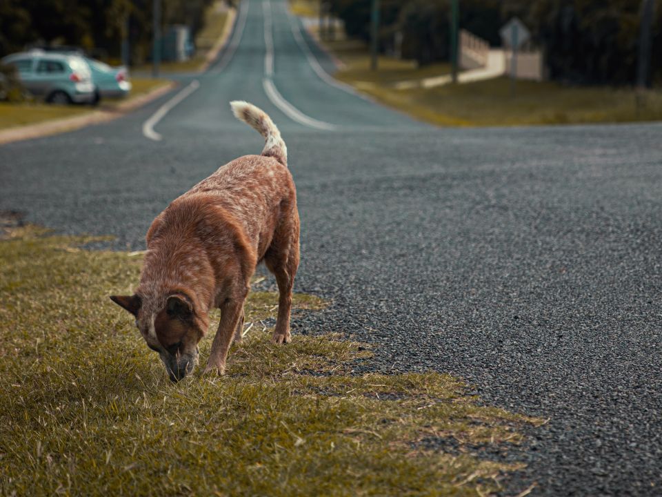 Perro
