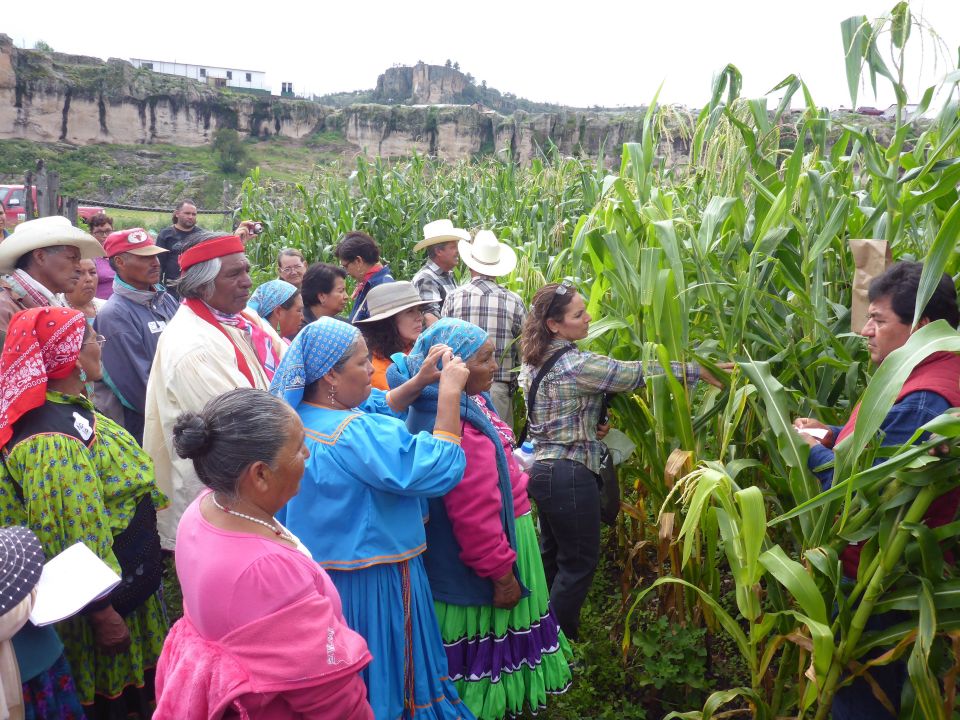 Semillatón. Milpa