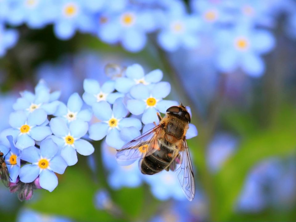 Abeja