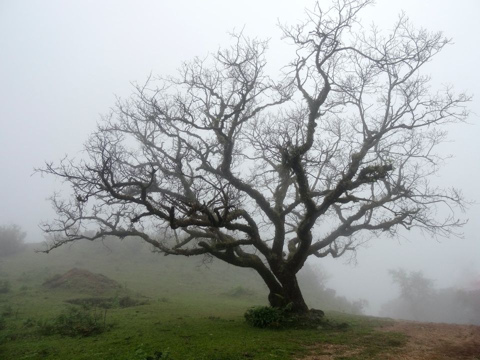 Árbol