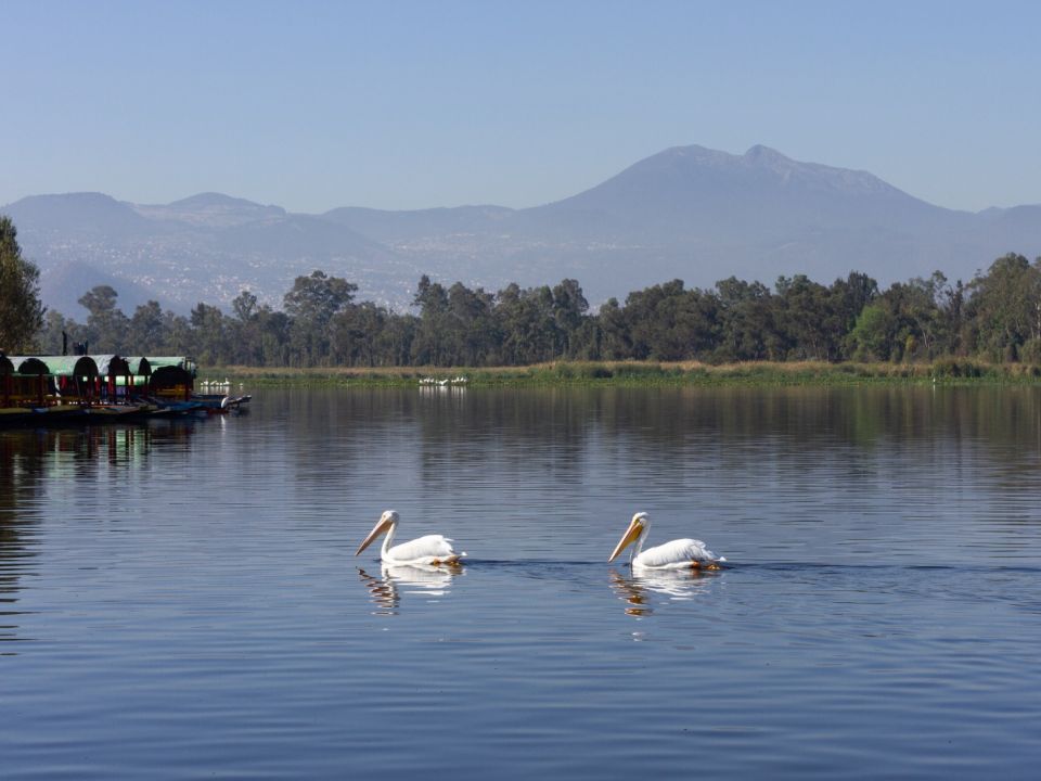 Aves en la CDMX