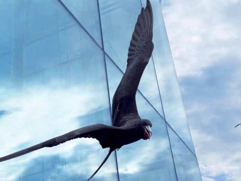 Aves