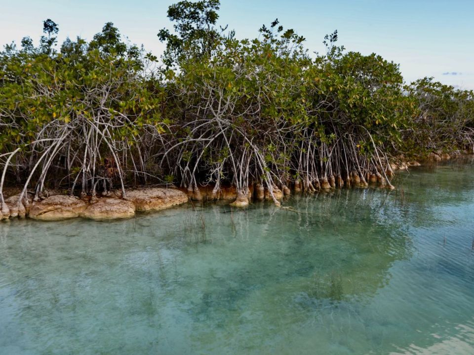 Manglar