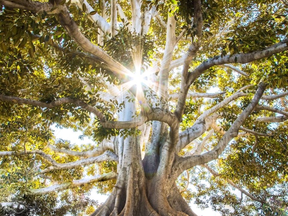 Árbol