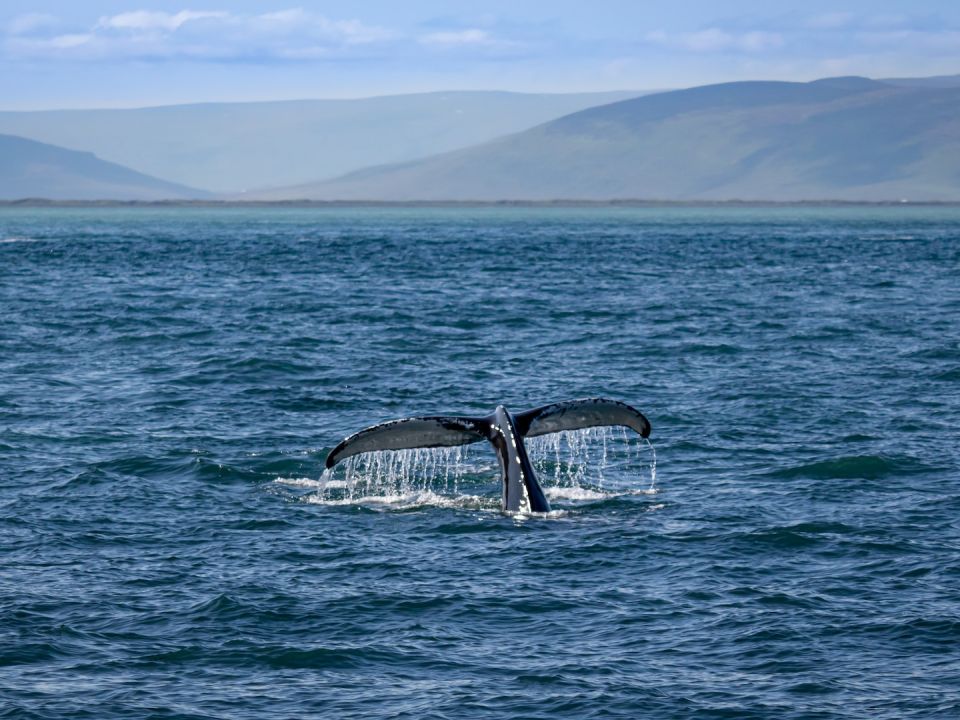 Ballena en Islandia