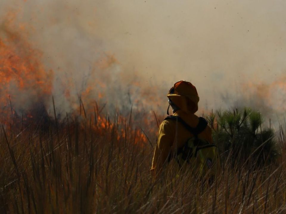 Incendio forestal