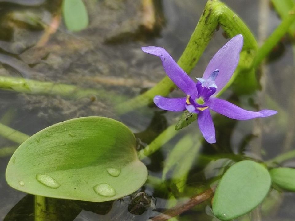 Orquídea