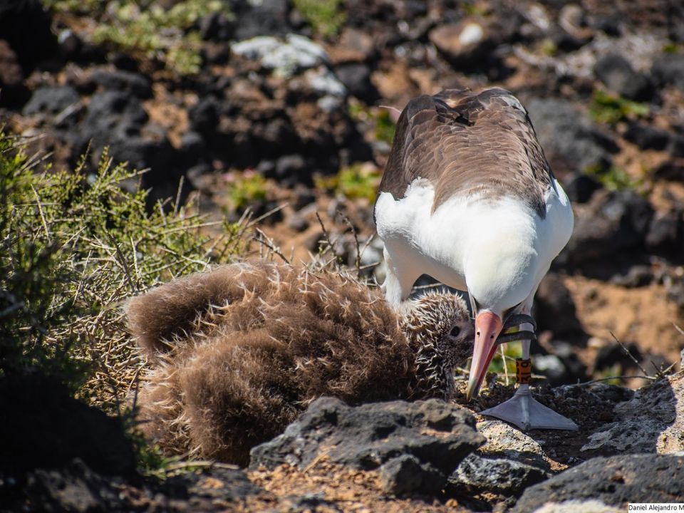 Albatro