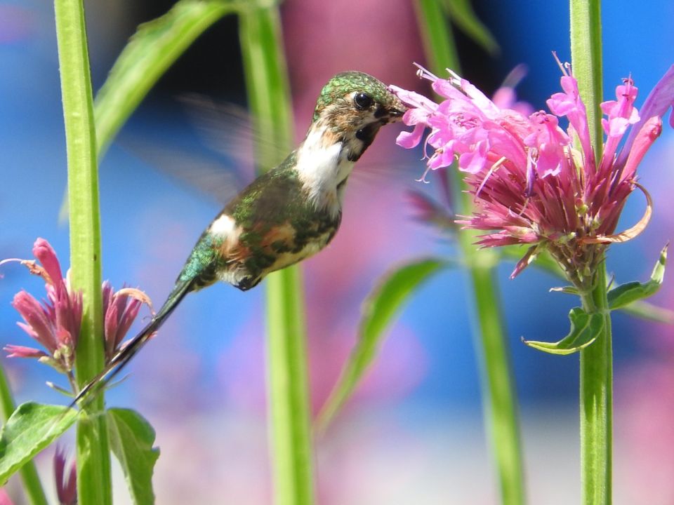 Colibrí