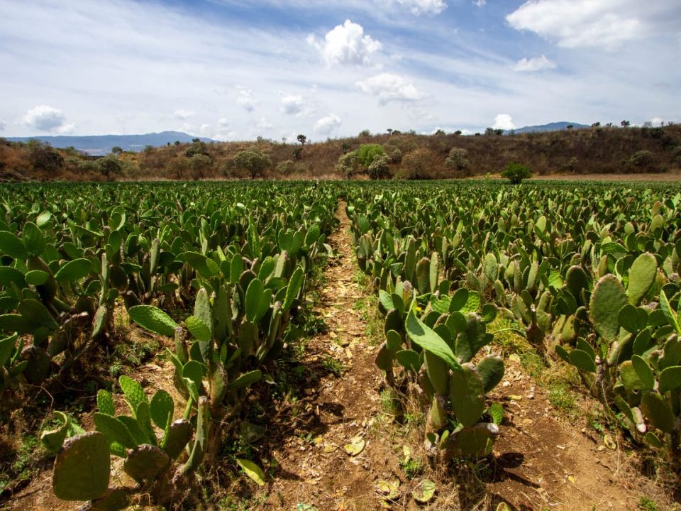 Cultivo de nopales