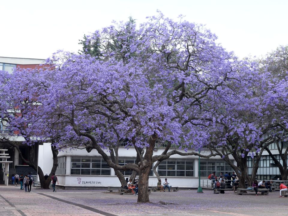 Jacaranda