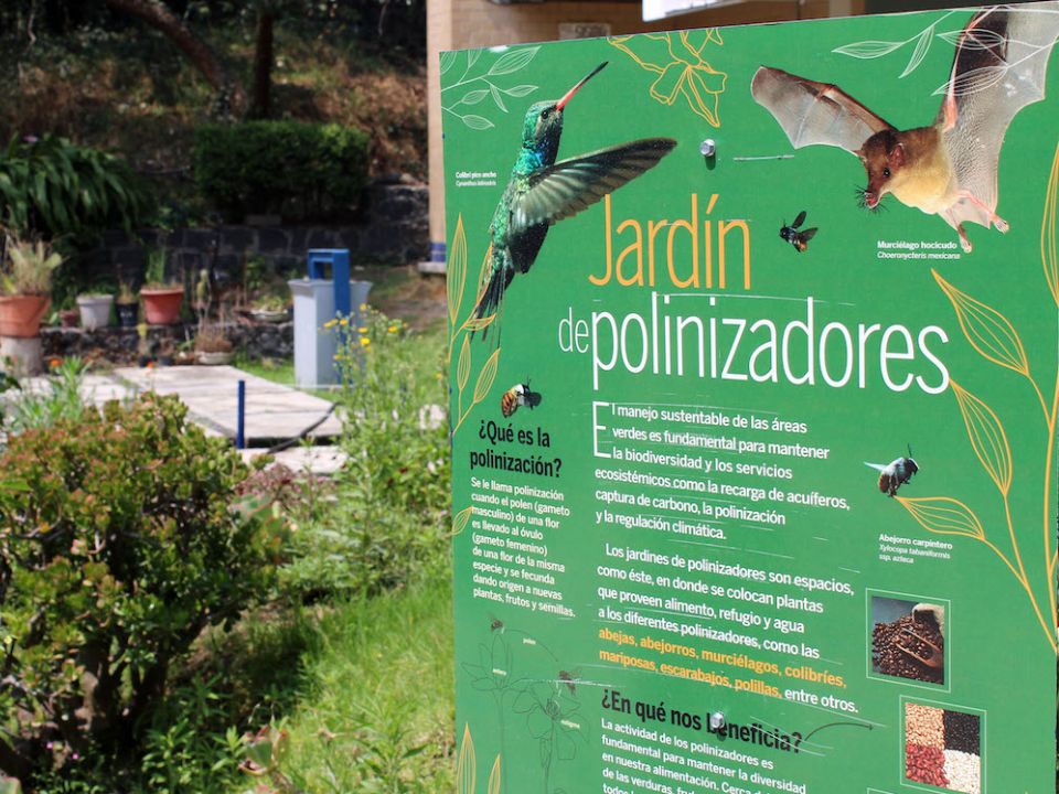 Jardín para polinizadores