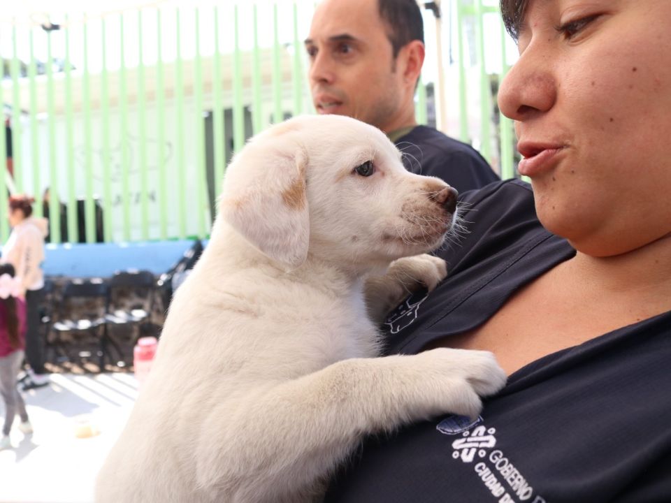 Perro