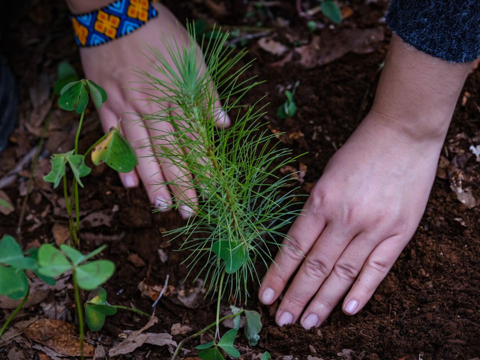 Reforestación