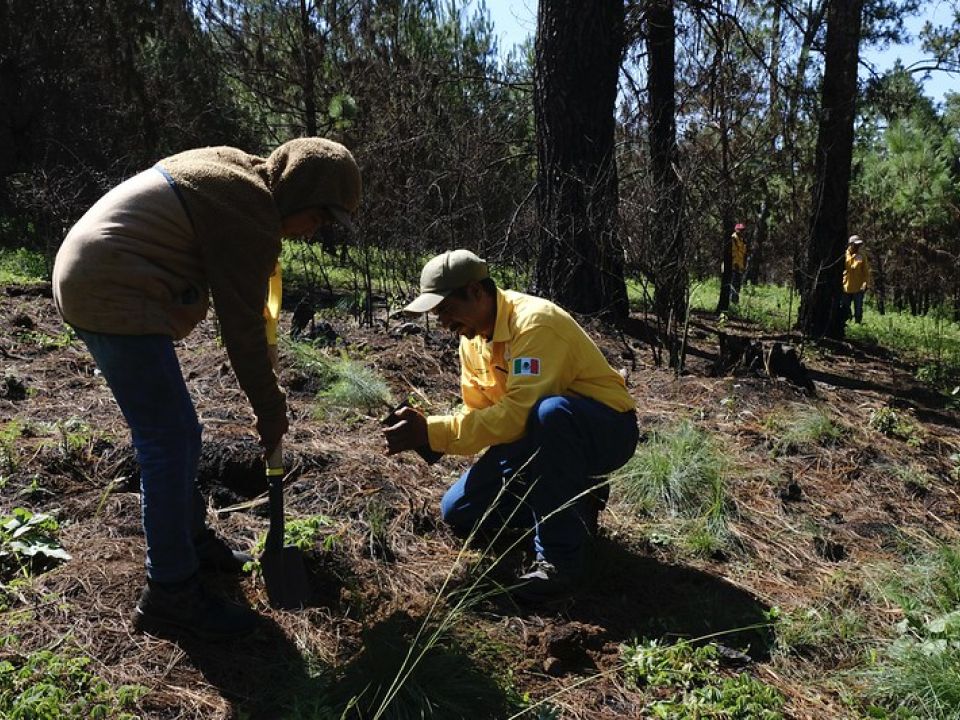 Reforestación