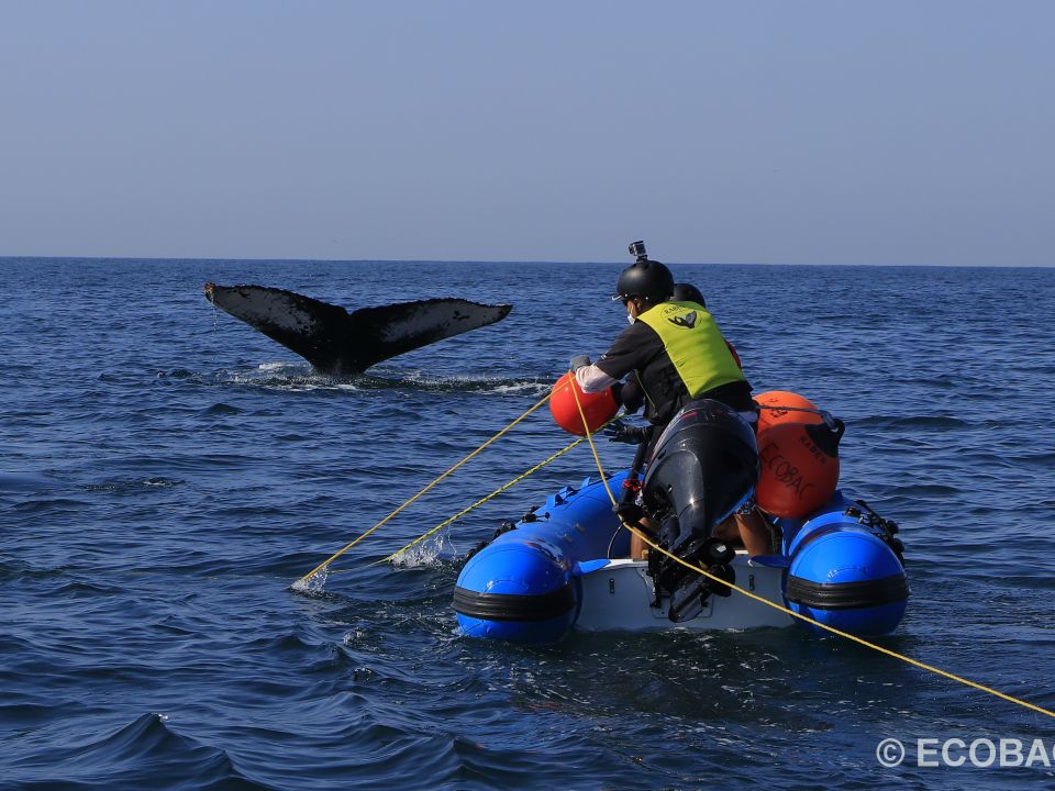 Ballenas