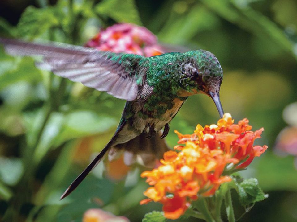 Colibrí