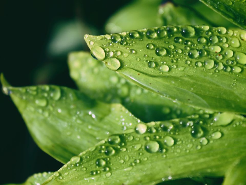 Gotas de agua