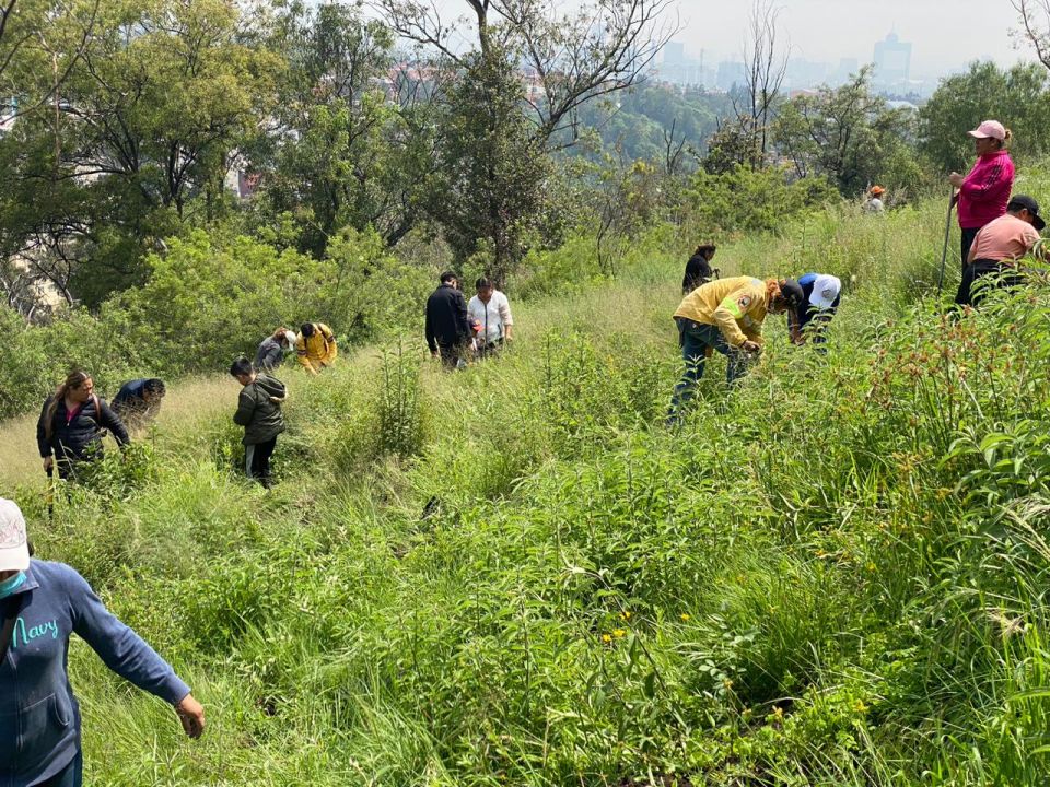 Reforestación