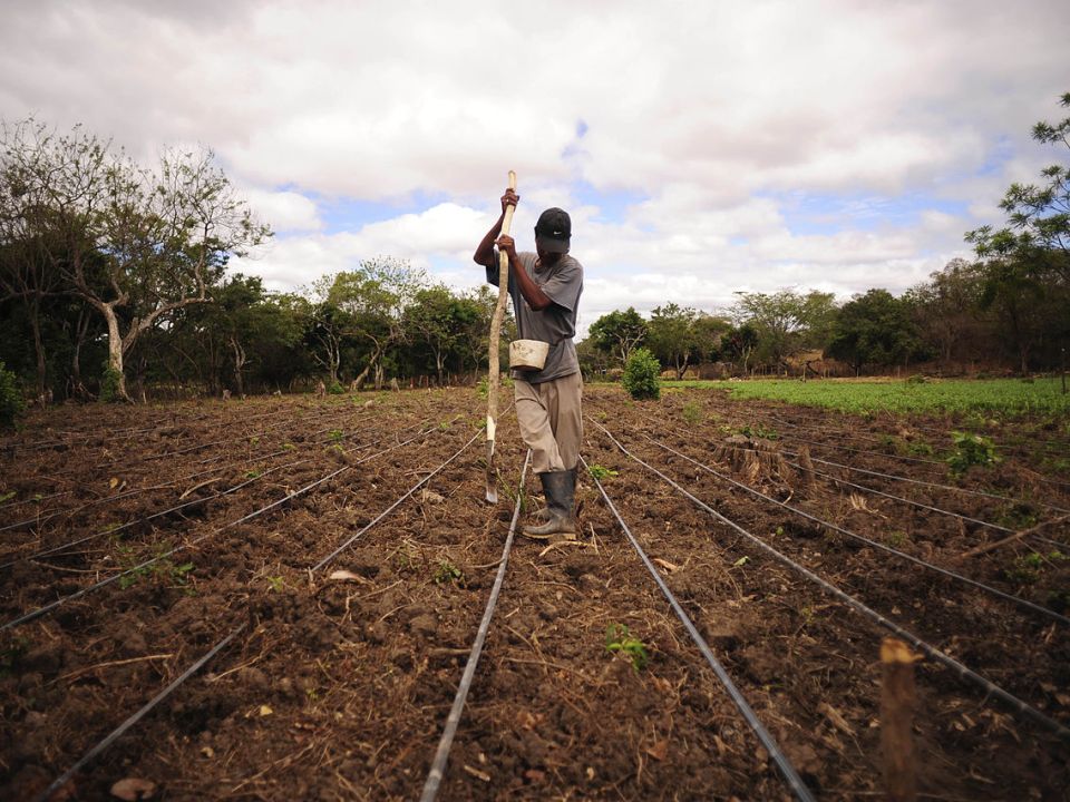 Cultivo en Nicaragua