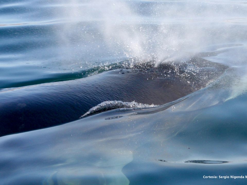 Ballenas