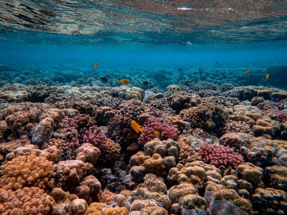 Arrecife de coral  CAF