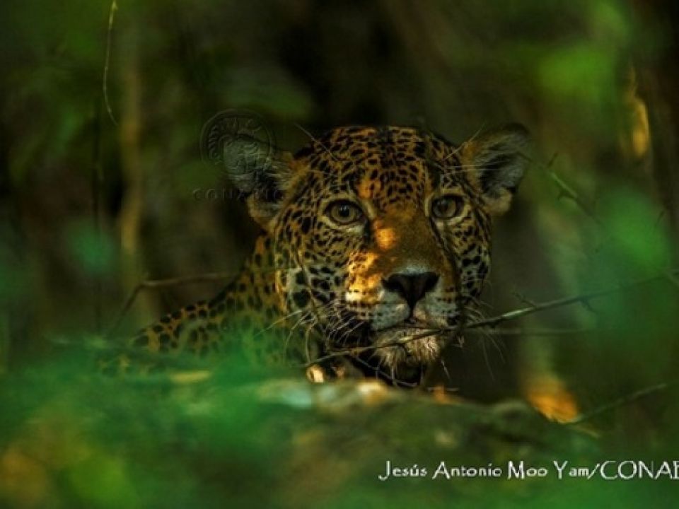 Jaguar