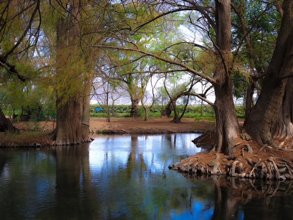 Bosque Michoacán