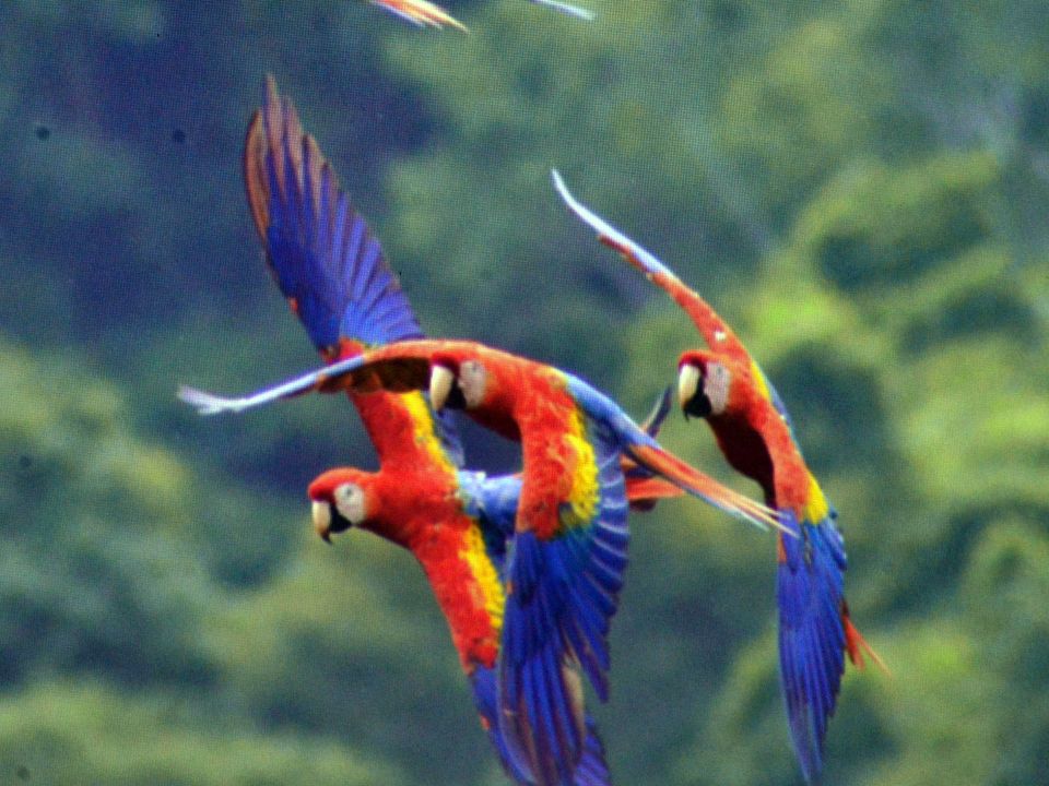 Aves