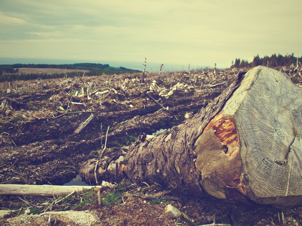 Deforestación