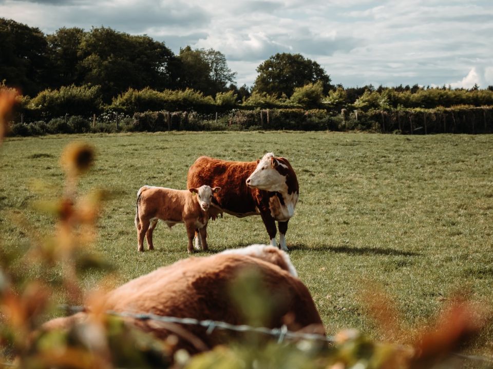 Vacas